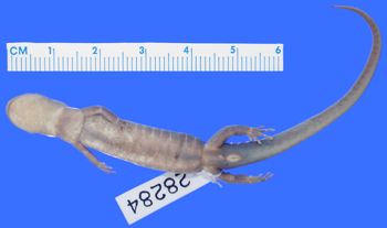 Media type: image; Herpetology A-28284